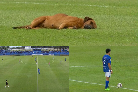 Qazonda yatan gözlənilməz qonaq futbol qarşılaşmasında fasiləyə səbəb oldu - VİDEO