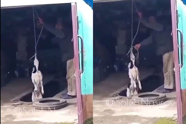 Azərbaycanda itə ağlasığmaz işgəncə verdilər – VİDEO