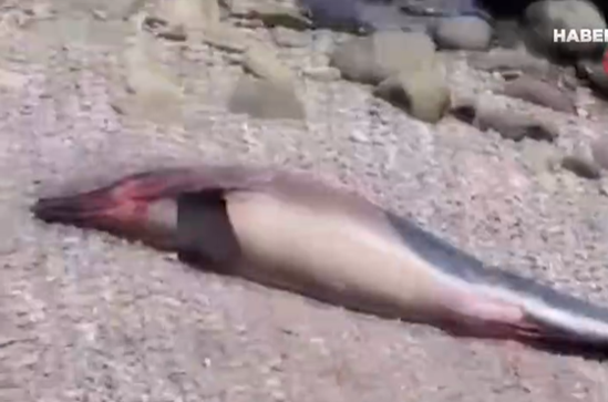 Burada kütləvi delfin ölümü qeydə alınıb - VİDEO