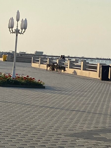 Bulvardakı sahibsiz itlərə kim sahib çıxmalıdır? - ARAŞDIRMA