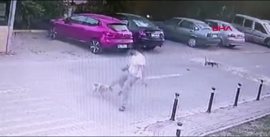 İti təpikləyəni it kimi döysələr... - VİDEO