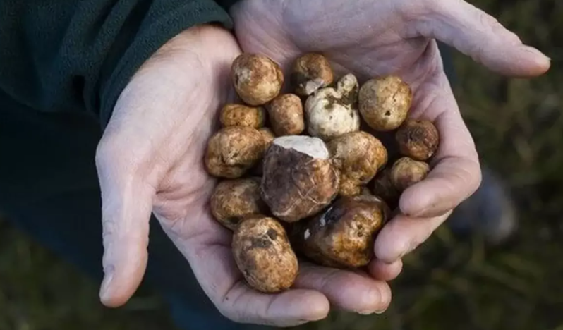 Meşədə itlərlə axtarılır, kilosu 7 minə satılır