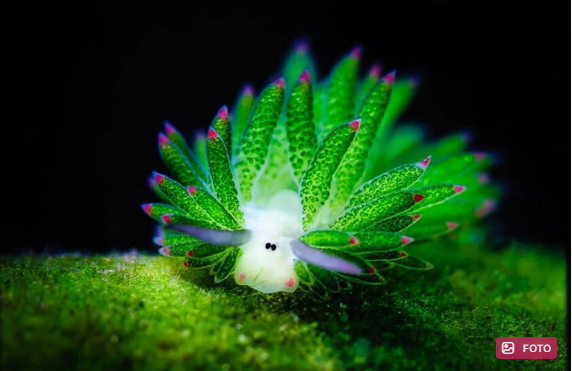 Yerdəki ən qəribə canlılar: Öz başlarını kəsirlər, işıqla qidalanırlar