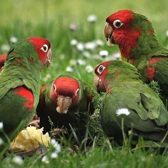 Sərxoş tutuquşular şəhəri istila etdi - FOTO