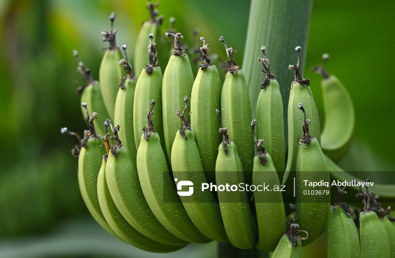 Yaşıl bananların inanılmaz faydası açıqlanıb