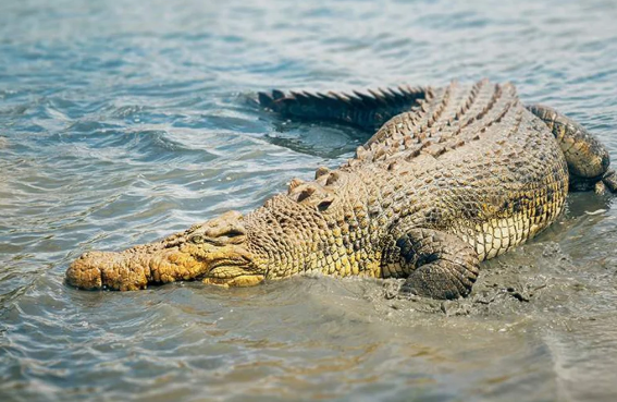 Yeni timsah növü kəşf edilib