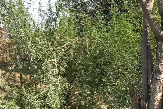 Polis Yevlaxda əməliyyat keçirib: Saxlanılan var - FOTO/VİDEO