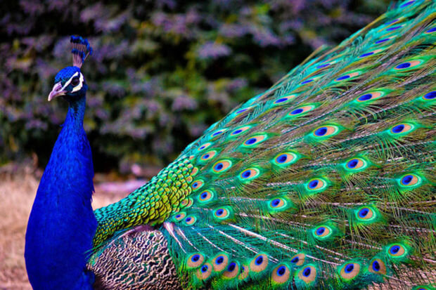 Yevlaxda üç min manatlıq tovuz quşu - VİDEO