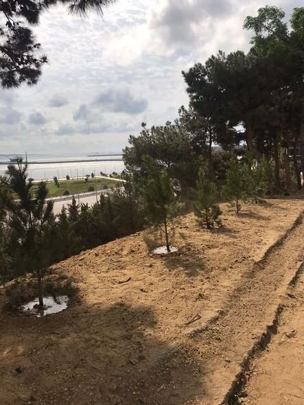 Bakıda küləyin aşırdığı ağacların yerində yeniləri əkildi – FOTO