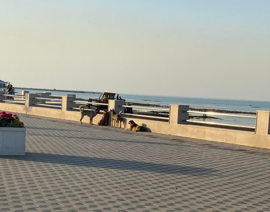 Bulvardakı sahibsiz itlərə kim sahib çıxmalıdır? - ARAŞDIRMA