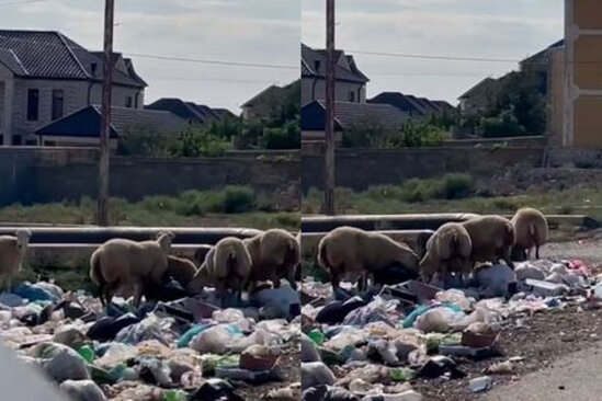 Bakıda zibil problemini qoyunların köməyilə "həll edirlər" - VİDEO