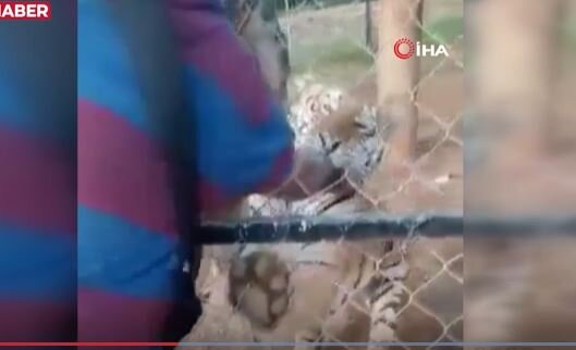 Şir gənc oğlanın ölümünə səbəb oldu - VİDEO