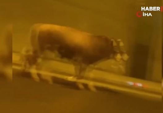 Tunelə girən öküz maşınların hərəkətinə mane oldu - VİDEO