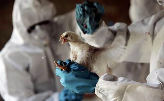 Quş qripi ilə bağlı XƏBƏRDARLIQ