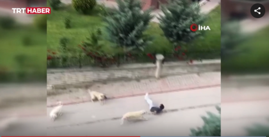 6 it uşağa hücum etdi - ANBAAN VİDEO