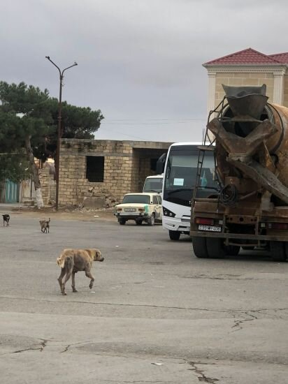 ŞİKAYƏT: Mehdiabadda bələdiyyə binasının yaxınlığı zibil poliqonuna çevrilib, sahibsiz itlər insanlara hücum edir - FOTO