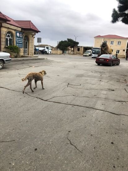 ŞİKAYƏT: Mehdiabadda bələdiyyə binasının yaxınlığı zibil poliqonuna çevrilib, sahibsiz itlər insanlara hücum edir - FOTO