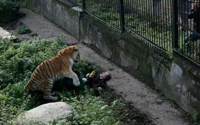 Zooparkda pələng öz baxıcısını parçaladı